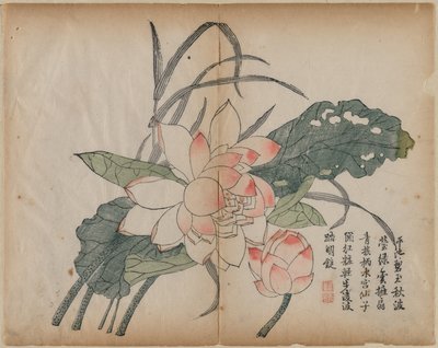Blommande Lotus och knopp av Unknown artist