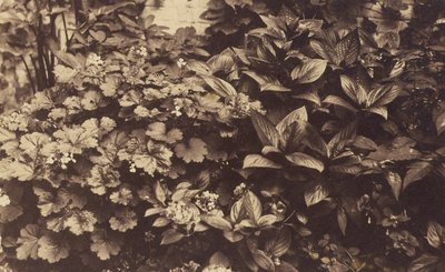 [Blommor och blad] av Unknown artist