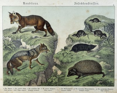 Räv, silverräv, smuss, mullvad och igelkott - i "" Natural history of mammals"", red. Schreiber av Unknown artist