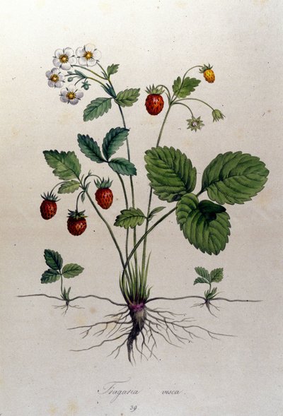 Fragaria Vesca (vildsmultron). av Unknown artist
