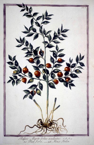 Fragon Falsk Holly eller Small Holly (Ruscus) i ett 1800-talsherbarium. av Unknown artist