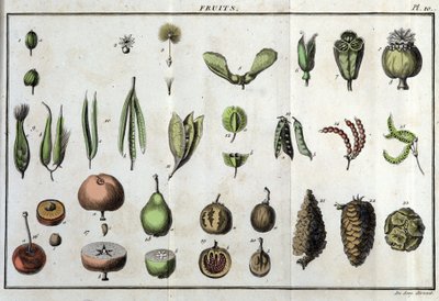 Frukter: i "" Flora Françoise, eller en kort beskrivning av alla växter som växer naturligt i Frankrike, ordnade enligt en ny analysmetod som citerar deras minst tvetydiga dygder inom medicin och deras användbarhet inom konsten"" av Unknown artist