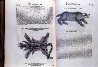 Pälsdjur - i djurens historia av Conrad Gesner (1516 - 1565), Tiguri av Unknown artist