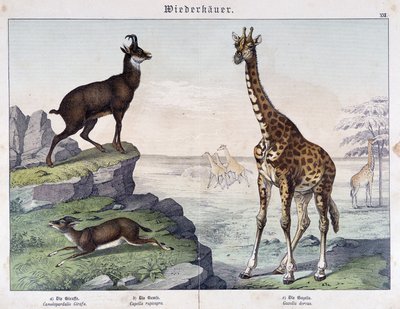 Giraff, sämskskinn och gasell - i "" Histoires naturelle des mammals"", red. Schreiber av Unknown artist