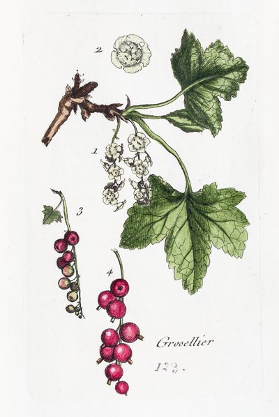 Krusbär av Unknown artist