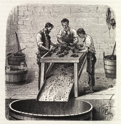 Gradering av druvorna på ett rutnät under processen att göra vinet av överlägsen kvalitet från Bourgogne. Gravyr från slutet av 1800-talet av Unknown artist
