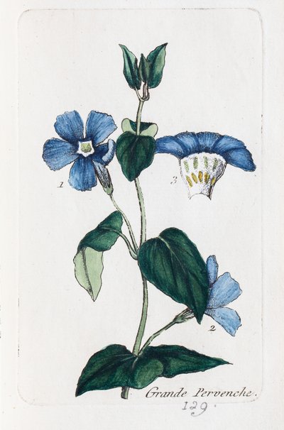 Stor periwinkle av Unknown artist