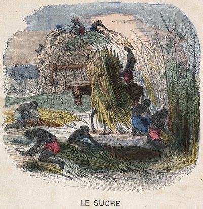 Skördar sockerrör i Västindien. 1800-talsillustration. Bianchetti samling. av Unknown artist