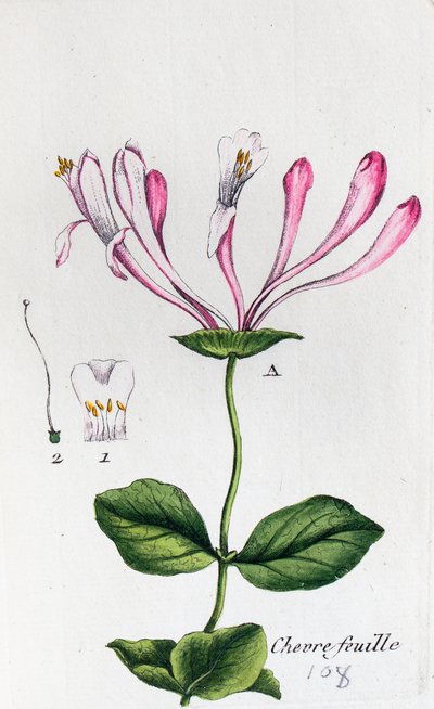 Honeysuckle av Unknown artist