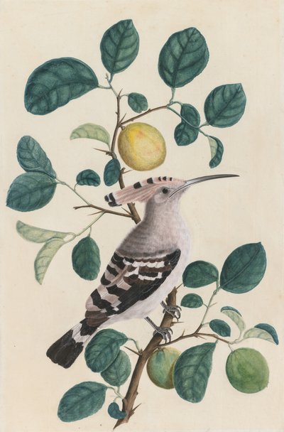 Hoopoe på en citrusträdgren av Unknown artist