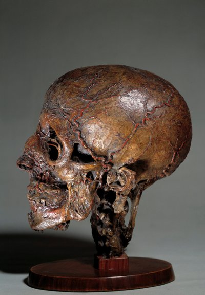 Mänskligt anatomiskt huvud tillverkat med hjälp av vaxinjektioner. 1700-tals privatsamling av Unknown artist