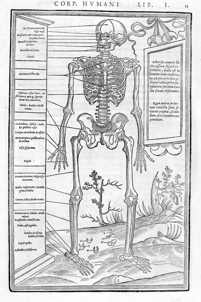 Människoskelett, främre delen. Anatomisk platta av "" Dissektion av människokroppens tre delar..." Carlo Stefano Riverio, Paris 1545 av Unknown artist