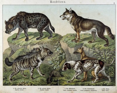 Hyenor och hundar. i "" Natural history of mammals", red. Schreiber av Unknown artist
