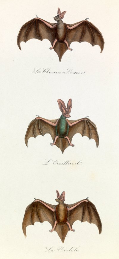 Illustration från boken "Buffons samlade verk": De fyrfotade djuren: Bat souris (gravyr) av Unknown artist