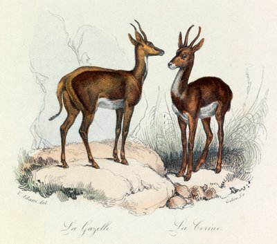 Illustration från boken "Buffons samlade verk": De fyrfotade djuren: La gazelle et la corine (gravyr) av Unknown artist