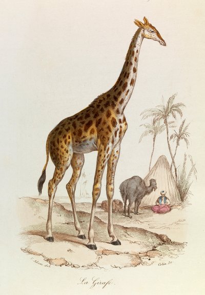 Illustration från boken "Buffons samlade verk": De fyrfotade djuren: La giraffe (gravyr) av Unknown artist