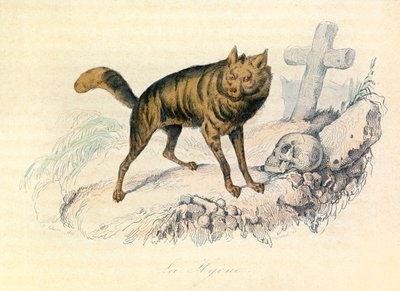 Illustration från boken "Buffons samlade verk": De fyrfotade: La hyene (gravyr) av Unknown artist