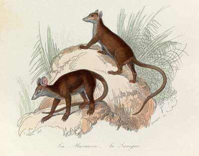 Illustration från boken "Buffons samlade verk": De fyrfotade djuren: La marmot et la sarigue (gravyr) av Unknown artist