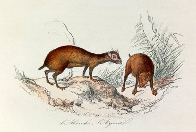Illustration från boken "Buffons samlade verk": De fyrfotade djuren: L