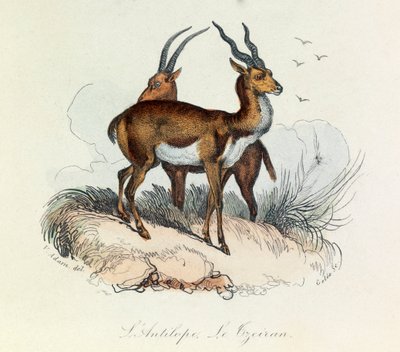 Illustration från boken "Buffons samlade verk": De fyrfotade djuren: L