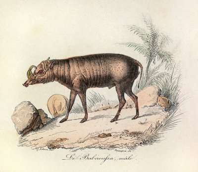 Illustration från boken "Buffons samlade verk": Les Quadrupedes: Le babiroussa male (gravyr) av Unknown artist