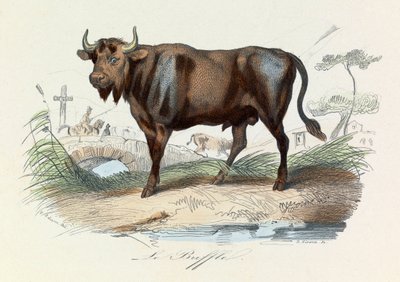 Illustration från boken "Buffons samlade verk": De fyrfotade djuren: Le buffalo (gravyr) av Unknown artist