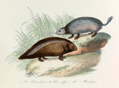 Illustration från boken "Buffons samlade verk": De fyrfotade djuren: Le coendou et le pork epic de Malaga (gravyr) av Unknown artist