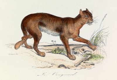Illustration från boken "Buffons samlade verk": De fyrfotade djuren: Le couguar (gravyr) av Unknown artist