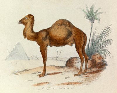Illustration från boken "Buffons samlade verk": De fyrfotade djuren: Le dromedaire (gravyr) av Unknown artist