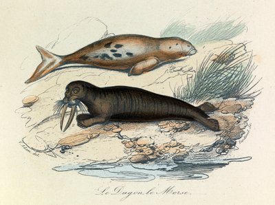 Illustration från boken "Buffons samlade verk": De fyrfotade djuren: Le dugon et le walrus (gravyr) av Unknown artist