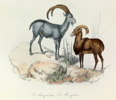 Illustration från boken "Buffons samlade verk": De fyrfotade djuren: Stenbocken och mufflon (gravyr) av Unknown artist