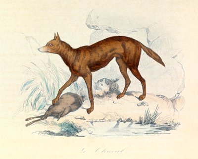 Illustration från boken "Buffons samlade verk": De fyrfotade djuren: Schakalen (gravyr) av Unknown artist