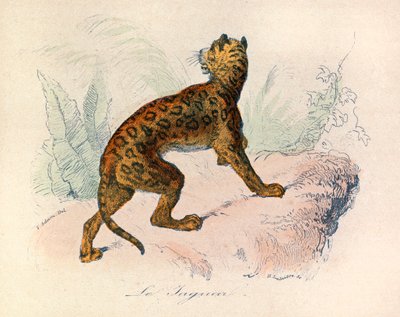 Illustration från boken "Buffons samlade verk": De fyrfotade djuren: Le jaguar (gravyr) av Unknown artist
