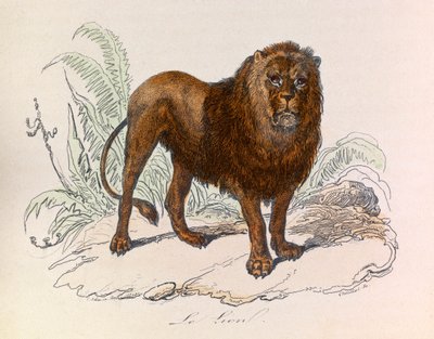 Illustration från boken "Buffons samlade verk": De fyrfotade djuren: Lejonet (gravyr) av Unknown artist