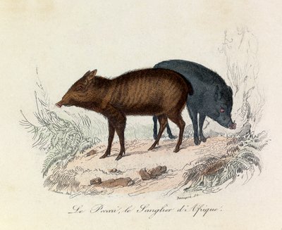 Illustration från boken "Buffons samlade verk": De fyrfotade djuren: Le pecari et le boar d