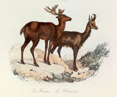 Illustration från boken "Buffons samlade verk": De fyrfotade djuren: Le reinne et la chamois (gravyr) av Unknown artist