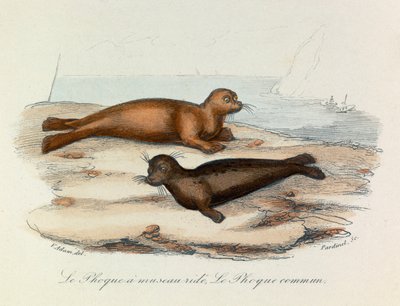 Illustration från boken "Buffons samlade verk": De fyrfotade djuren: Le seal a snout ride et le seal (gravyr) av Unknown artist