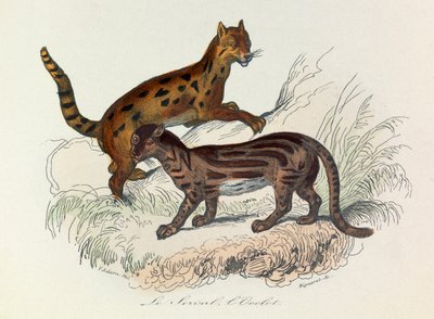 Illustration från boken "Buffons samlade verk": De fyrfotade djuren: Le serval et l
