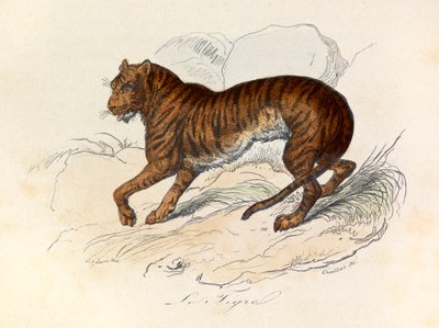 Illustration från boken "Buffons samlade verk": De fyrfotade djuren: Le tigre (gravyr) av Unknown artist