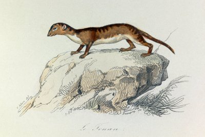 Illustration från boken "Buffons samlade verk": De fyrfotade djuren: Le touan (gravyr) av Unknown artist