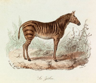 Illustration från boken "Buffons samlade verk": De fyrfotade djuren: Le zebre (gravyr) av Unknown artist
