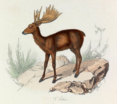 Illustration från boken "Buffons samlade verk": De fyrfotade: L