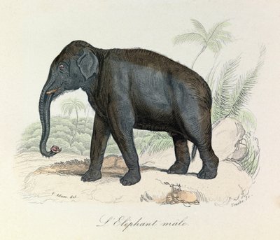 Illustration från boken "Buffons samlade verk": De fyrfotade djuren: L