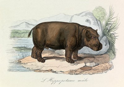 Illustration från boken "Buffons samlade verk": De fyrfotade djuren: L