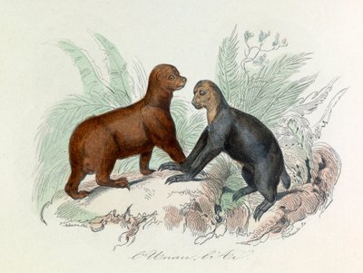 Illustration från boken "Buffons samlade verk": De fyrfotade djuren: L