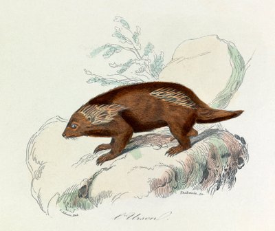 Illustration från boken "Buffons samlade verk": De fyrfotade djuren: L