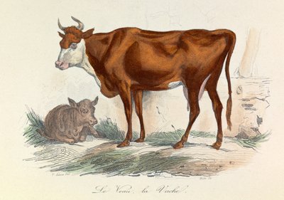 Illustration från boken "Buffons samlade verk": Les animaux: La coache et son veau (gravyr) av Unknown artist