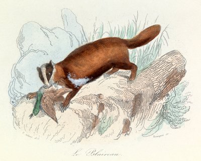 Illustration från boken "Buffons samlade verk": Les animaux: Grävlingen (gravyr) av Unknown artist
