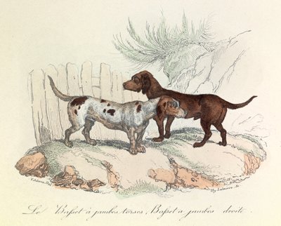 Illustration från boken "Buffons samlade verk": Les animaux: Le basset a torso legs et le basset a straight legs (gravyr) av Unknown artist