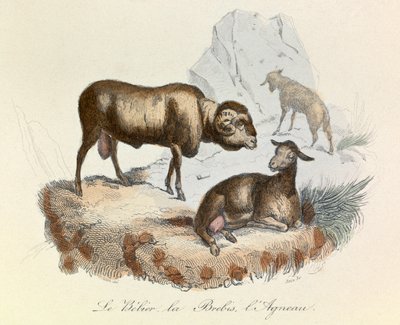 Illustration från boken "Buffons samlade verk": Les animaux: Le belier, la ewe et l
